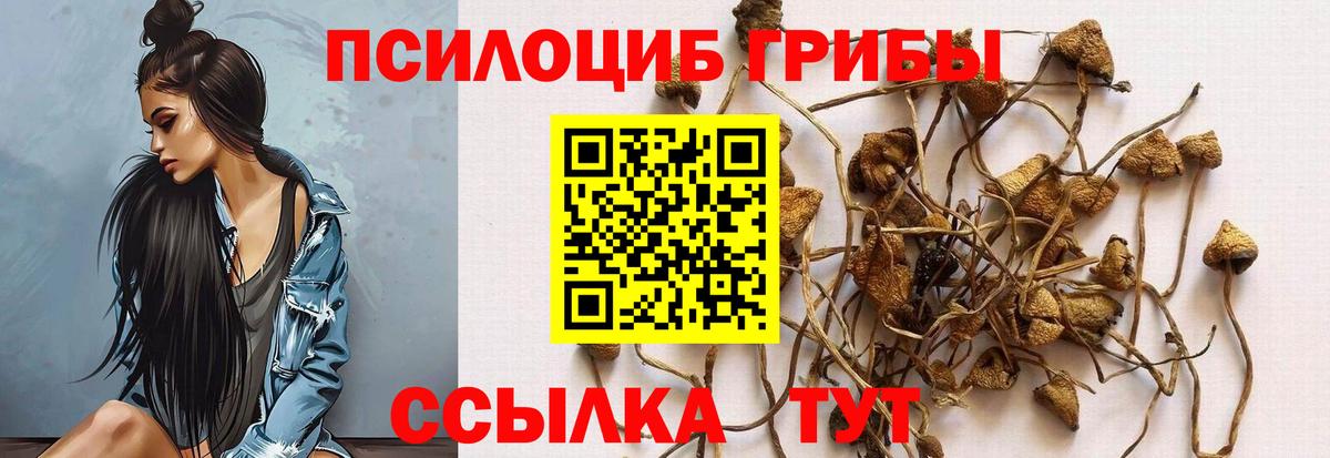Псилоцибиновые грибы Psilocybe Новый Уренгой
